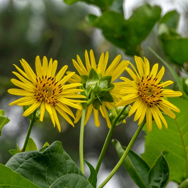 Cup Plant Seeds - Silphium perfoliatum, High-Yield Forage & Ornamental Perennial, Yellow Flowers for Farms & Landscapes