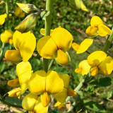 Sunn Hemp Seeds – Crotalaria juncea, Fast-Growing Nitrogen-Fixing Cover Crop, Highly Adaptable, Easy to Manage