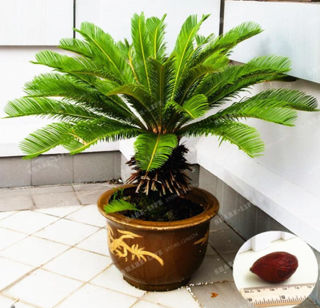 Sago Palm Cycad Cycas Revoluta Seeds Hardy Ornamental Potted Garden Plant