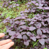 'Zifei' Purple Perilla Seeds – Perilla frutescens, Fast-Growing Aromatic Herb for Salads, Pickling & Spice