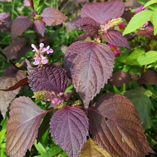 'Zifei' Purple Perilla Seeds – Perilla frutescens, Fast-Growing Aromatic Herb for Salads, Pickling & Spice