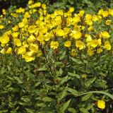 Yellow Evening Primrose Seeds – Oenothera fruticosa, Perennial Garden Flower, Night-Blooming, Highly Adaptable