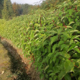 Small Leaf Camphor Tree Seeds | Cinnamomum camphora var. parvifolium | Aromatic Camphorwood
