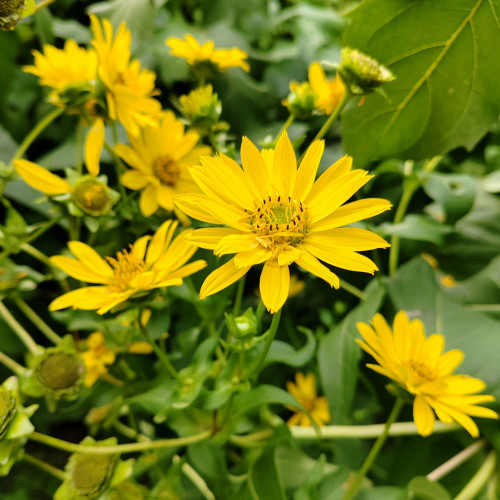 Cup Plant Seeds - Silphium perfoliatum, High-Yield Forage & Ornamental Perennial, Yellow Flowers for Farms & Landscapes