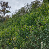 Sunn Hemp Seeds – Crotalaria juncea, Fast-Growing Nitrogen-Fixing Cover Crop, Highly Adaptable, Easy to Manage