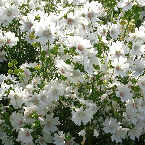 White Flowered Mallow Seeds - Malva sinensis – Ornamental White-Flowering Plant, Easy to Grow, Ideal for Home Gardening