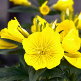 Yellow Evening Primrose Seeds – Oenothera fruticosa, Perennial Garden Flower, Night-Blooming, Highly Adaptable