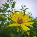 Cup Plant Seeds - Silphium perfoliatum, High-Yield Forage & Ornamental Perennial, Yellow Flowers for Farms & Landscapes
