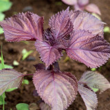 'Zifei' Purple Perilla Seeds – Perilla frutescens, Fast-Growing Aromatic Herb for Salads, Pickling & Spice