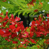 Royal Poinciana Seeds - Delonix regia | Premium Ornamental Street Tree with Red Flowers & High Ornamental Value
