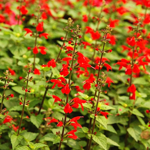 Red Flowering Sage Seeds - Salvia coccinea, Perennial Red Garden Flower, Sun-Loving, Heat-Tolerant, Easy to Grow