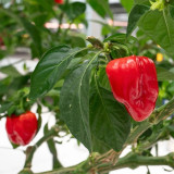 Caribbean Red Habanero Pepper Seeds | Capsicum chinense | Smoky High Heat Chili