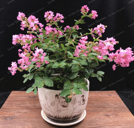 Lagerstroemia Indica Seeds | Beautiful Crape Myrtle 'Natchez' Tree for Home Garden Planting