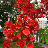 Royal Poinciana Seeds - Delonix regia | Premium Ornamental Street Tree with Red Flowers & High Ornamental Value