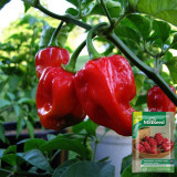 Caribbean Red Habanero Pepper Seeds | Capsicum chinense | Smoky High Heat Chili