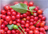 Red Chiltepin Heirloom Pepper Seeds | Capsicum annuum var. glabriusculum | Premium Wild Chili