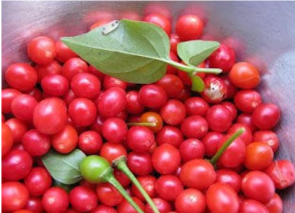 Red Chiltepin Heirloom Pepper Seeds | Capsicum annuum var. glabriusculum | Premium Wild Chili