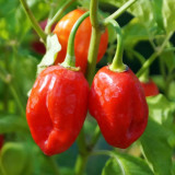 Caribbean Red Habanero Pepper Seeds | Capsicum chinense | Smoky High Heat Chili