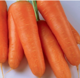 Daucus Carota Subsp. Sativus Seeds | Shin Kuroda 5 Inch Carrot Garden Seeds