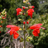 Red Flowering Sage Seeds - Salvia coccinea, Perennial Red Garden Flower, Sun-Loving, Heat-Tolerant, Easy to Grow
