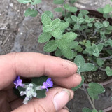 Mussin's Catmint Seeds - Nepeta mussinii, Perennial Aromatic Groundcover Herb