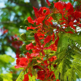 Royal Poinciana Seeds - Delonix regia | Premium Ornamental Street Tree with Red Flowers & High Ornamental Value