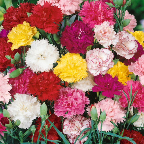 Chabaud Mixed Color Carnation Seeds - Dianthus caryophyllus, Fragrant Perennial Cut Flower