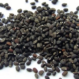 Mussin's Catmint Seeds - Nepeta mussinii, Perennial Aromatic Groundcover Herb