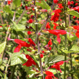 Red Flowering Sage Seeds - Salvia coccinea, Perennial Red Garden Flower, Sun-Loving, Heat-Tolerant, Easy to Grow