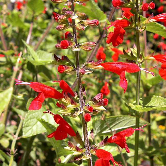 Red Flowering Sage Seeds - Salvia coccinea, Perennial Red Garden Flower, Sun-Loving, Heat-Tolerant, Easy to Grow