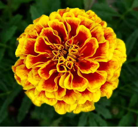 'Naughty Marietta' French Marigold Seeds | Tagetes patula | Dwarf Heirloom Insect Repellent Flower