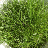 Purple Sheep Fescue Seeds - Festuca rubra | Shade-Tolerant Perennial Turf Grass, Easy to Grow & Versatile