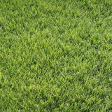 Purple Sheep Fescue Seeds - Festuca rubra | Shade-Tolerant Perennial Turf Grass, Easy to Grow & Versatile