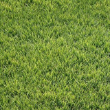 Purple Sheep Fescue Seeds - Festuca rubra | Shade-Tolerant Perennial Turf Grass, Easy to Grow & Versatile
