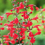 Red Flowering Sage Seeds - Salvia coccinea, Perennial Red Garden Flower, Sun-Loving, Heat-Tolerant, Easy to Grow