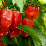 Caribbean Red Habanero Pepper Seeds | Capsicum chinense | Smoky High Heat Chili