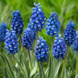 Mixed Color Grape Hyacinth Seeds - Muscari botryoides, Perennial Ground Cover for Landscaping