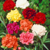 Chabaud Mixed Color Carnation Seeds - Dianthus caryophyllus, Fragrant Perennial Cut Flower