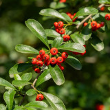 Red Firethorn Seeds | Pyracantha fortuneana | Ornamental Red Berry Shrub