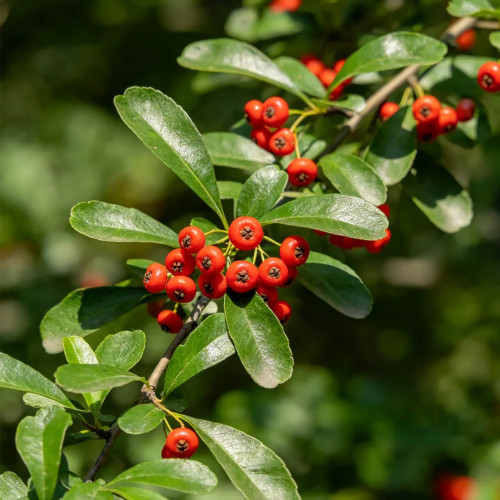 Red Firethorn Seeds | Pyracantha fortuneana | Ornamental Red Berry Shrub