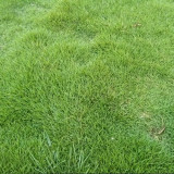 Purple Sheep Fescue Seeds - Festuca rubra | Shade-Tolerant Perennial Turf Grass, Easy to Grow & Versatile