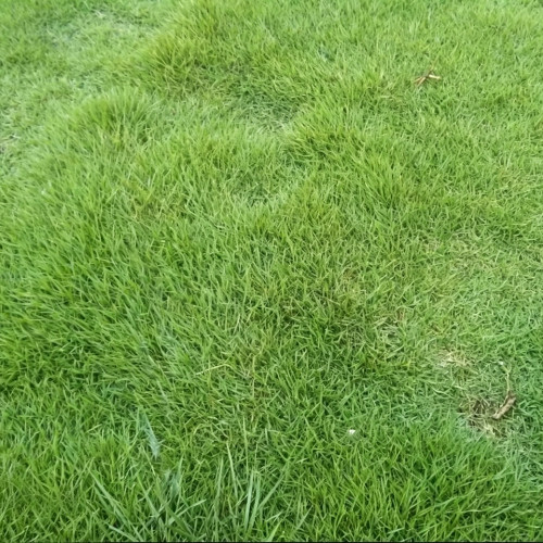 Purple Sheep Fescue Seeds - Festuca rubra | Shade-Tolerant Perennial Turf Grass, Easy to Grow & Versatile