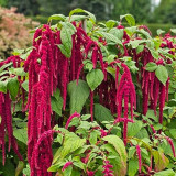 Red Love-Lies-Bleeding Seeds - Amaranthus caudatus, Ornamental & Edible Plant, Ideal for Home Gardening