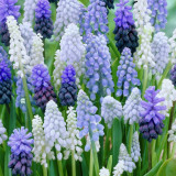 Mixed Color Grape Hyacinth Seeds - Muscari botryoides, Perennial Ground Cover for Landscaping