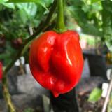 Caribbean Red Habanero Pepper Seeds | Capsicum chinense | Smoky High Heat Chili