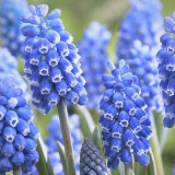 Mixed Color Grape Hyacinth Seeds - Muscari botryoides, Perennial Ground Cover for Landscaping