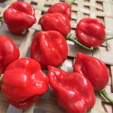 Caribbean Red Habanero Pepper Seeds | Capsicum chinense | Smoky High Heat Chili