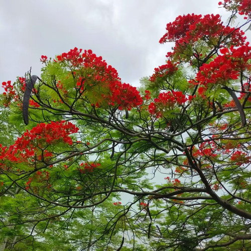 Royal Poinciana Seeds - Delonix regia | Premium Ornamental Street Tree with Red Flowers & High Ornamental Value