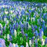 Mixed Color Grape Hyacinth Seeds - Muscari botryoides, Perennial Ground Cover for Landscaping