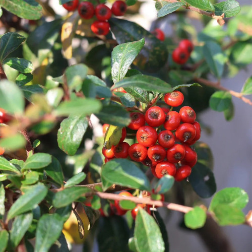 Red Firethorn Seeds | Pyracantha fortuneana | Ornamental Red Berry Shrub